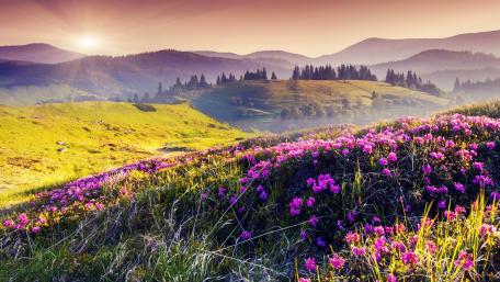Majestic Sunrise Over Blooming Valley wallpaper