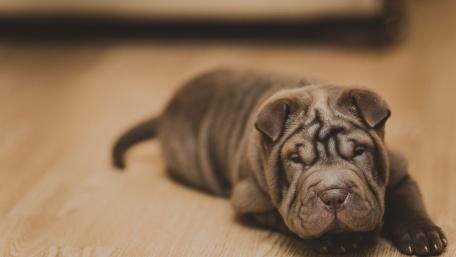 Adorable Shar Pei Puppy Relaxing on Floor wallpaper