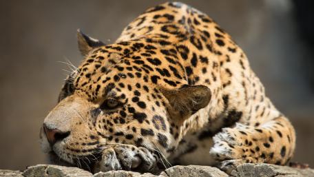 Majestic Jaguar in its Natural Habitat wallpaper