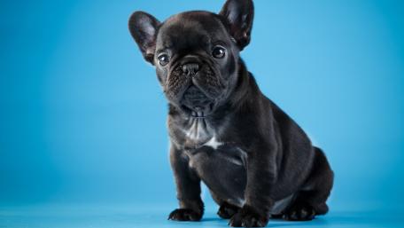 French bulldog puppy wallpaper