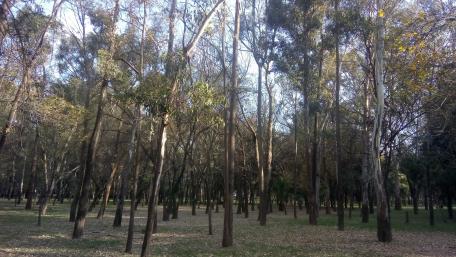 Serene Forest Scene in Mexico City Park wallpaper