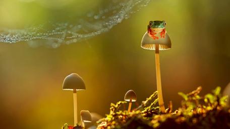 Whimsical Frog Among Mushrooms In Nature's Embrace wallpaper