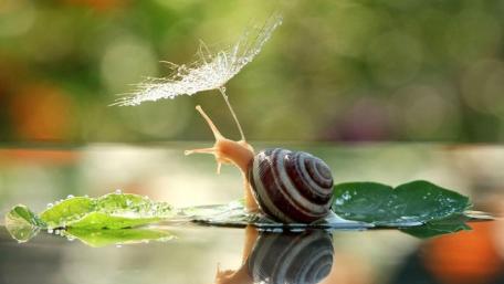Charming Snail with Umbrella in Macro Photography wallpaper