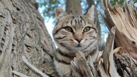 Majestic Feline in Nature's Embrace wallpaper