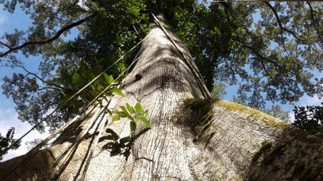Majestic Tree Reaching for the Sky wallpaper
