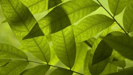 Lush Green Leaves Embracing Nature's Beauty wallpaper