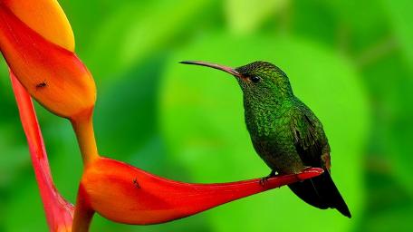 Colorful Hummingbird Perched on Vibrant Flowering Plant wallpaper
