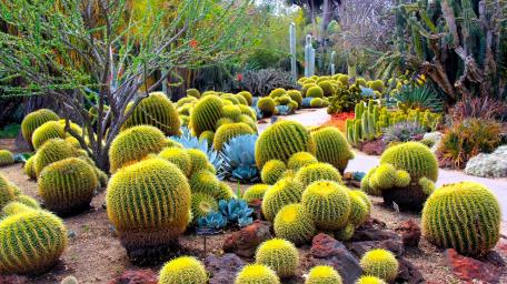 Vibrant Cactus Garden in Blooming Desert Landscape wallpaper