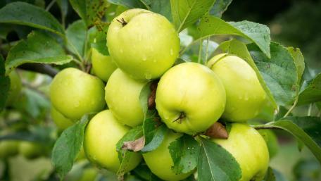 Green apples wallpaper