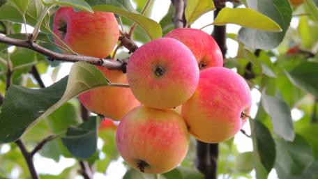 Apples ripening on the foot wallpaper