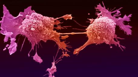 Microscopic Marvel: A Colorful Cellular Dance in 4K wallpaper