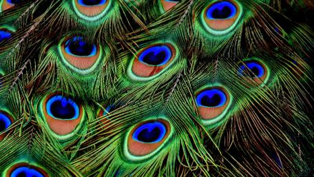 Peafowl feathers wallpaper