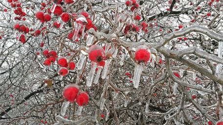 Freezing rain on berries wallpaper