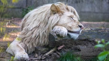 White lion wallpaper