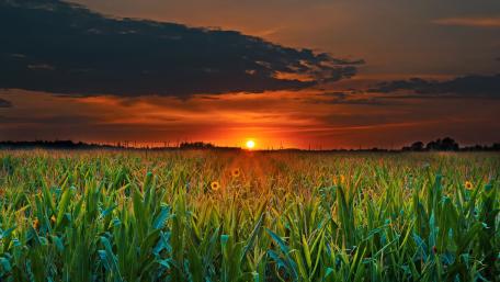 Sunset Serenade wallpaper