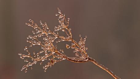 Frozen Elegance of Nature's Touch wallpaper