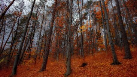 Autumn Serenity in the Woods wallpaper