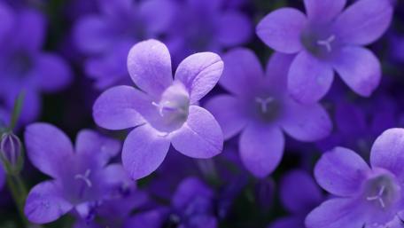 Bluebells wallpaper