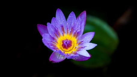 Elegant Purple Lotus Flower in Bloom wallpaper