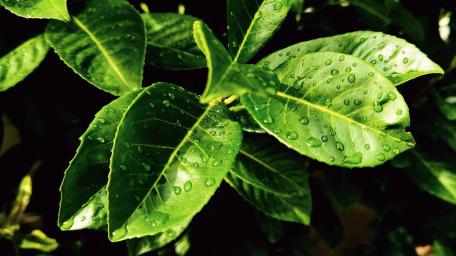Lush Green Leaves with Dew Drops Shimmering Brightly wallpaper