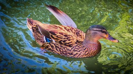 Elegant Mallard Duck Captivating Floating Beauty in Tranquil Waters wallpaper