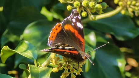 Vibrant Butterfly on Green Leaves wallpaper