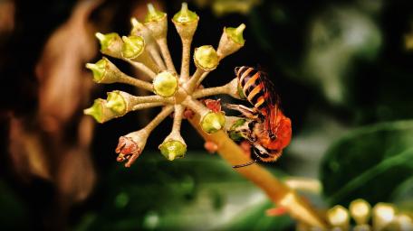 Nature's Vital Pollinator in Action wallpaper