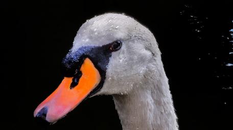 Elegant Goose Close-Up for Your Space wallpaper