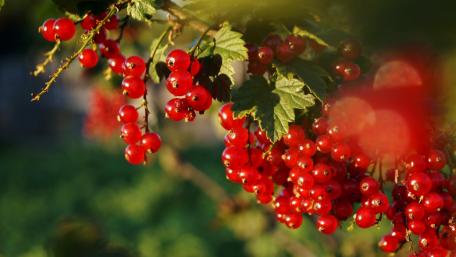 Currant wallpaper