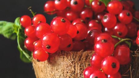 Currant wallpaper
