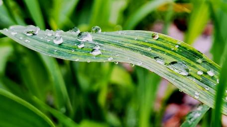 Morning Dewdrops on Leaf wallpaper