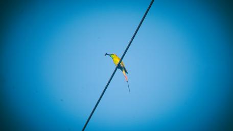 Colorful Bird Perched on Electric Wire Against Clear Sky wallpaper
