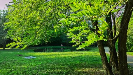 Serene Park with Lush Greenery and Tranquil Water View wallpaper