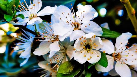 Blooming Elegance of White Flowers wallpaper