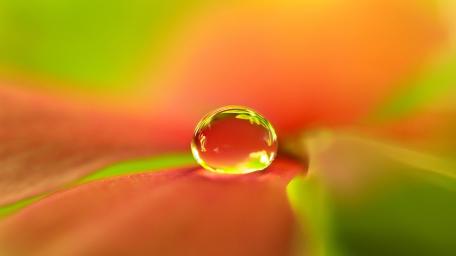 Luminous Waterdrop on a Petal Surface wallpaper
