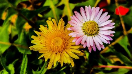 Vibrant Blossoms of Springtime Beauty wallpaper
