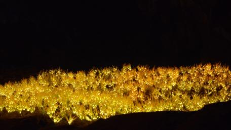 Golden flowers wallpaper