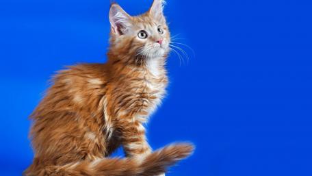 Whimsical Portrait of a Fluffy Red Cat wallpaper
