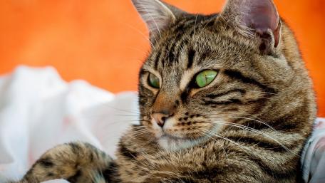 Elegant Tabby Cat Portrait wallpaper