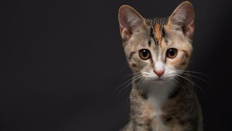Charming Kitten Portrait for Cat Lovers wallpaper