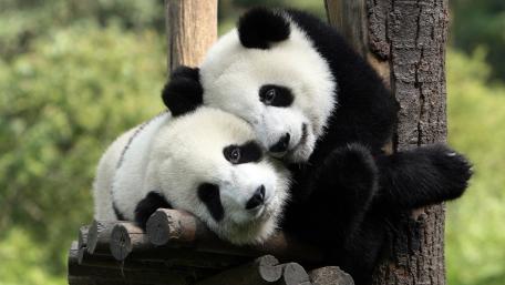 Cuddling Pandas in a Tranquil Setting wallpaper