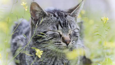 Serene Cat Amidst Blossoming Flowers wallpaper