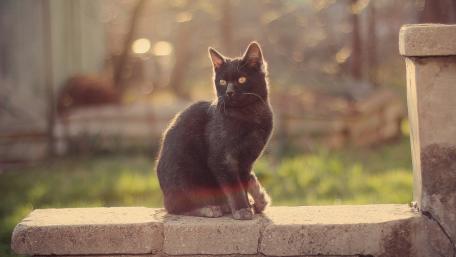 Elegant Black Cat in Soft Morning Light wallpaper