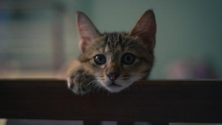 Curious Cat Gazing With Innocent Eyes wallpaper