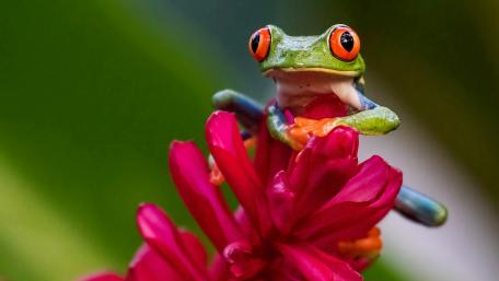 Vibrant Frog on a Blossom wallpaper