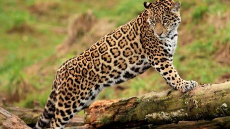 Majestic Leopard in Its Natural Habitat wallpaper