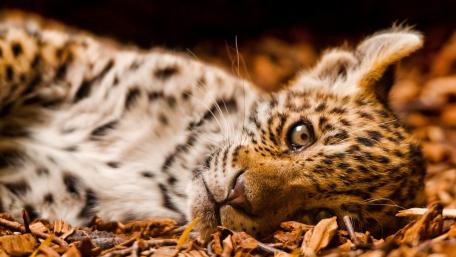 Leopard Cub Relaxing Amidst Nature's Beauty wallpaper