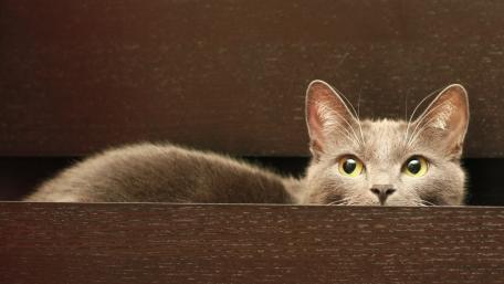 Curious Cat Peeking Out From Hiding Place wallpaper