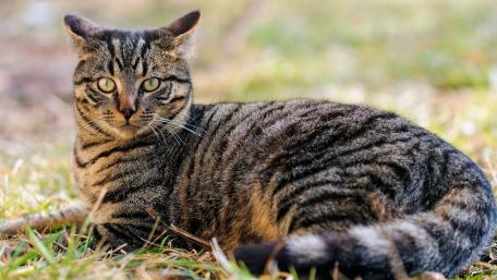 Majestic Tabby Cat Relaxing in Nature wallpaper