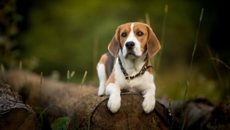 Beagle in Nature's Embrace wallpaper